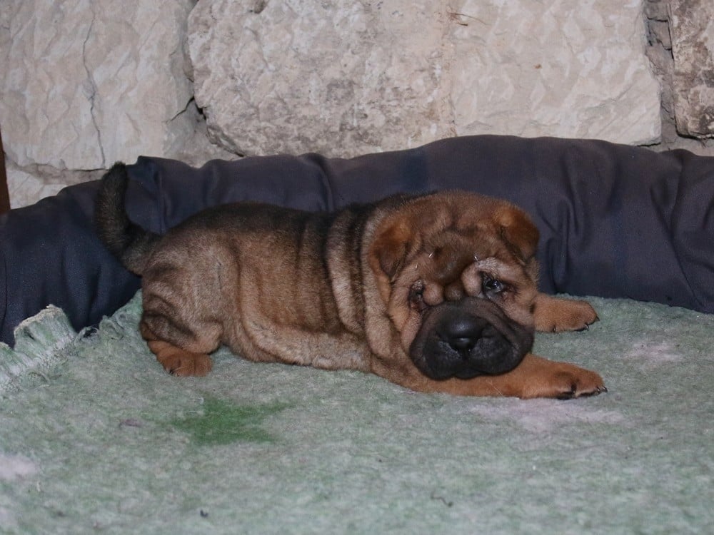 A... du Bouquet d'Epices