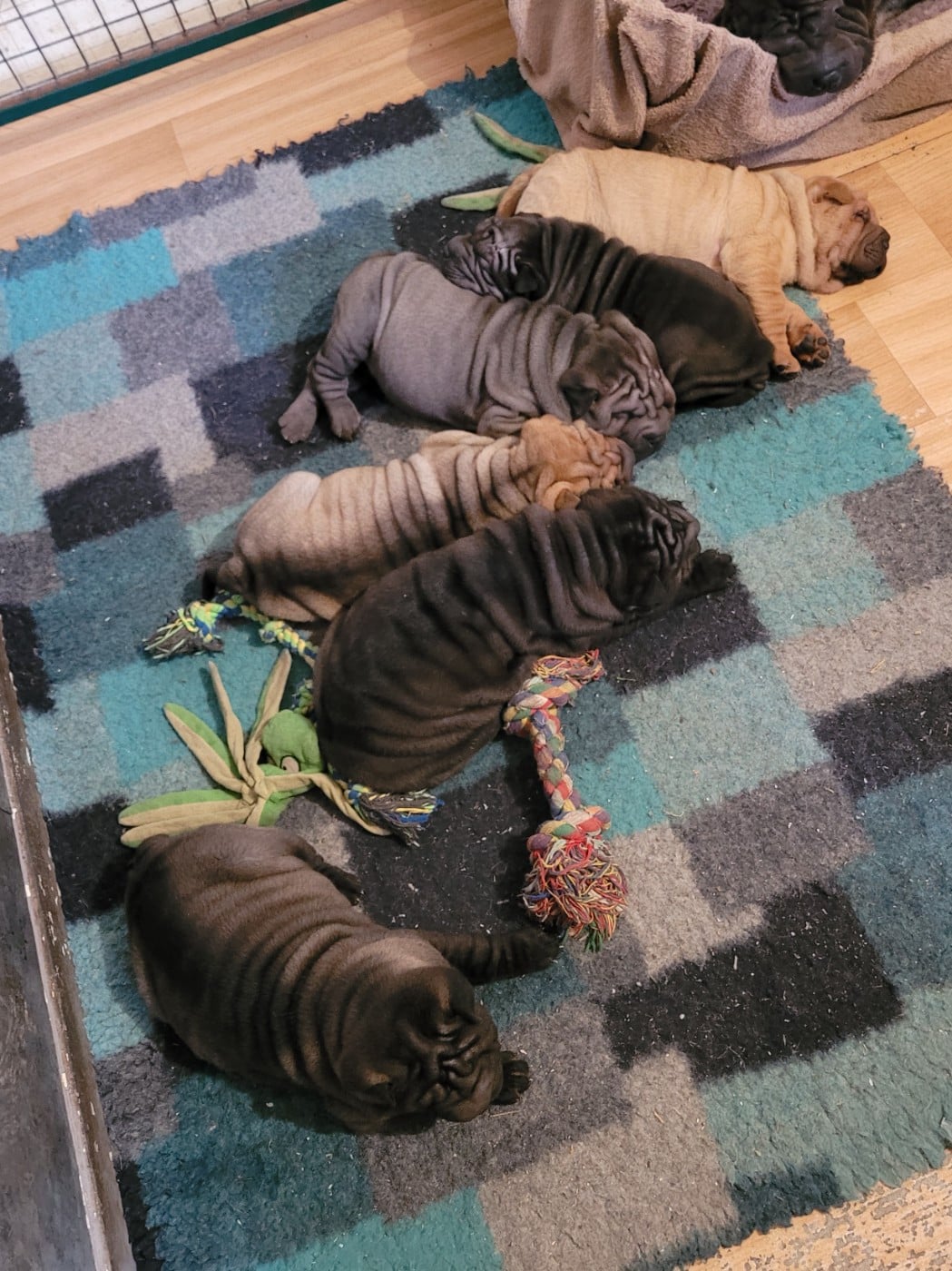 Shar Pei - du Bouquet d'Epices