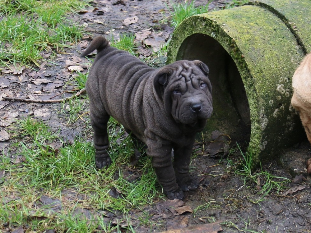 Alice Aux Pays Des Merveilles du Bouquet d'Epices
