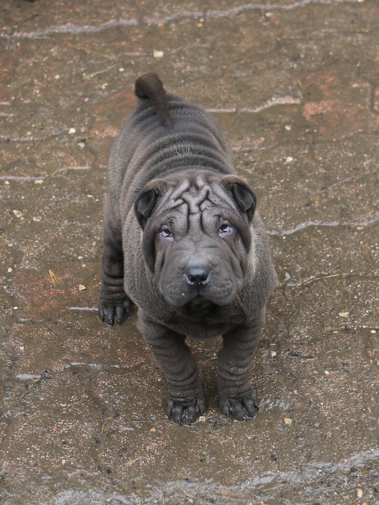 Alice Aux Pays Des Merveilles du Bouquet d'Epices