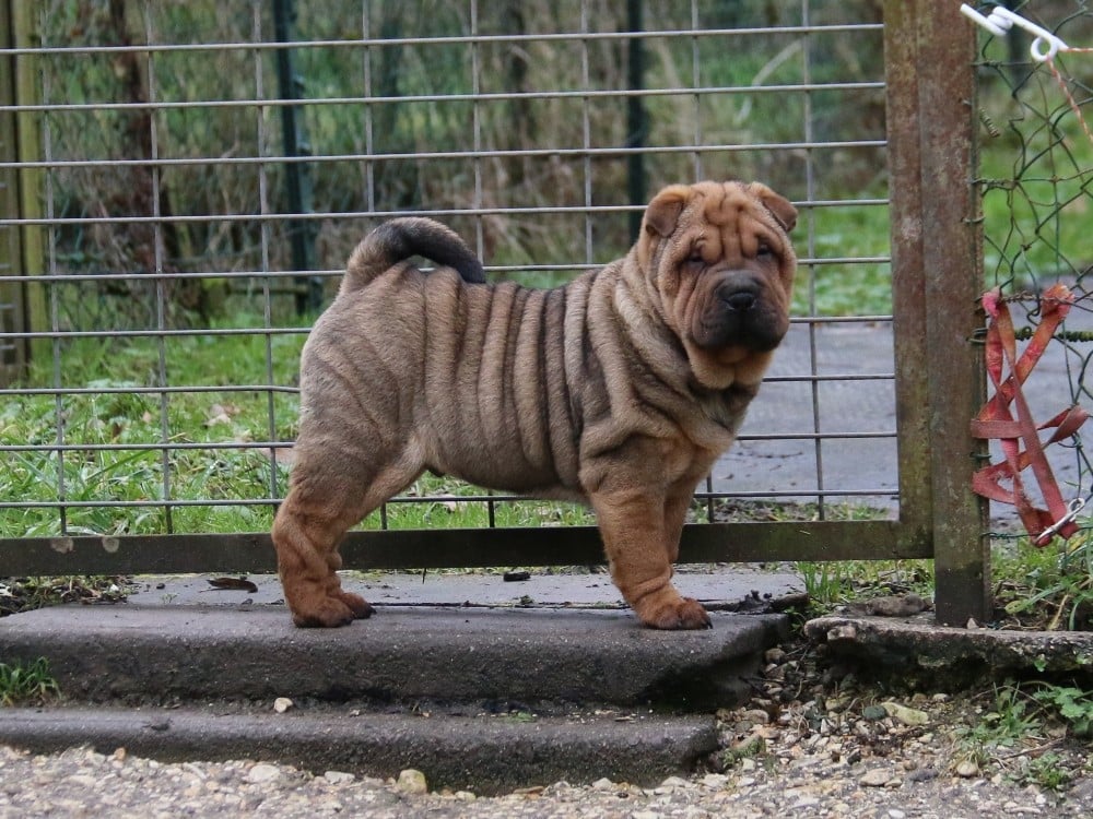 Arren Prince d'Enlad du Bouquet d'Epices