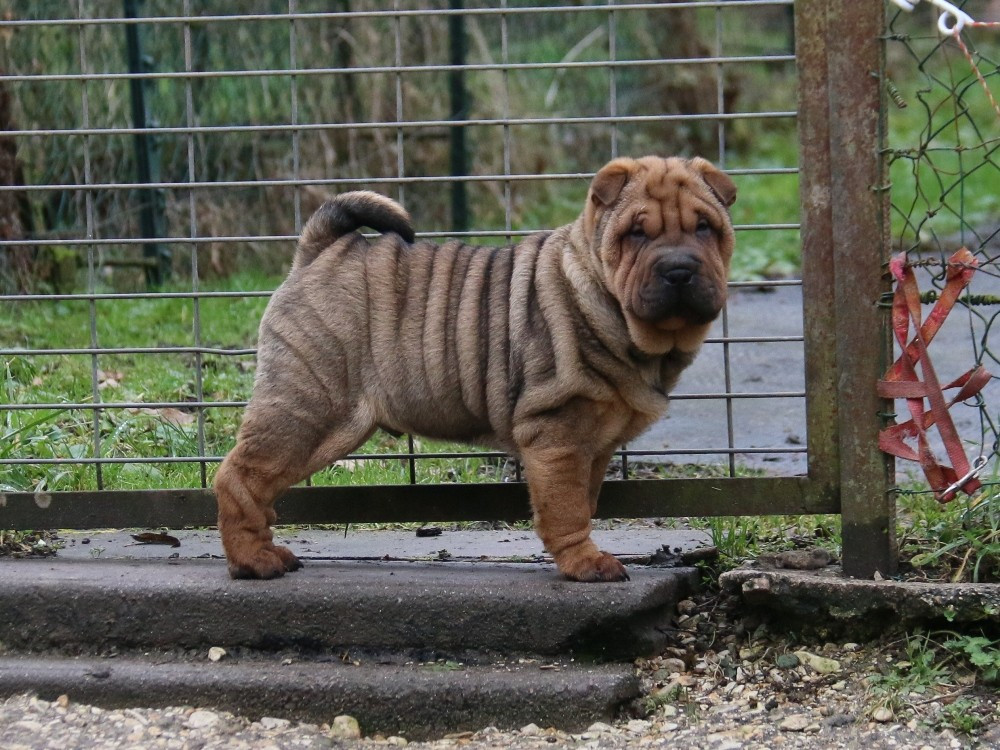 Arren Prince d'Enlad du Bouquet d'Epices