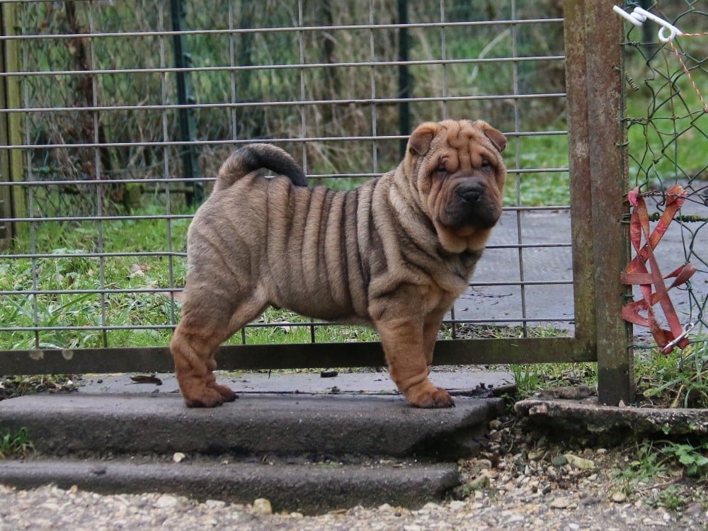 Arren Prince d'Enlad du Bouquet d'Epices