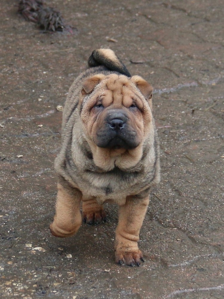 Arren Prince d'Enlad du Bouquet d'Epices