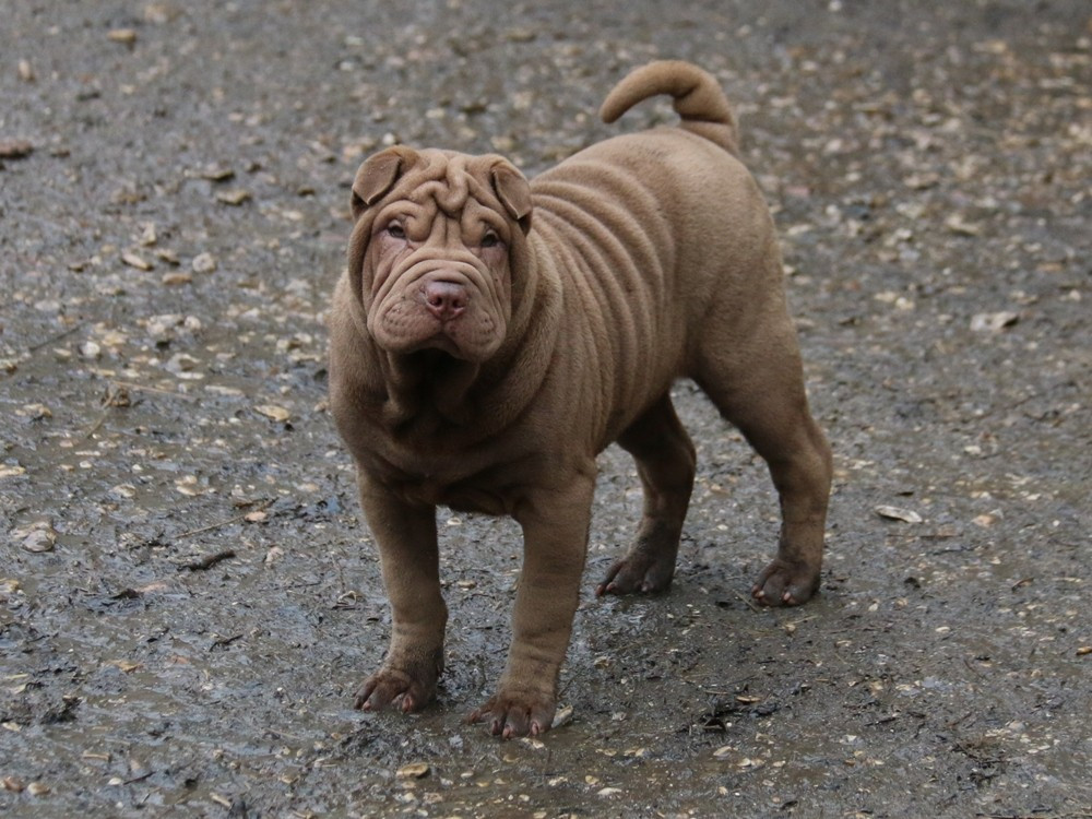 A Moi la Surprise Kinder Du Bouquet d'Epices