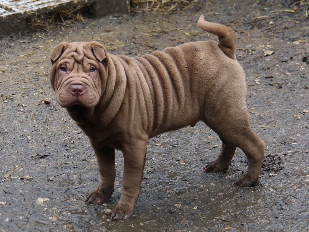 A Moi la Surprise Kinder Du Bouquet d'Epices