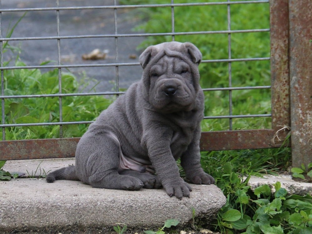 Shar Pei - du Bouquet d'Epices