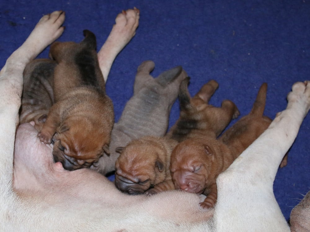 Chiot Shar Pei