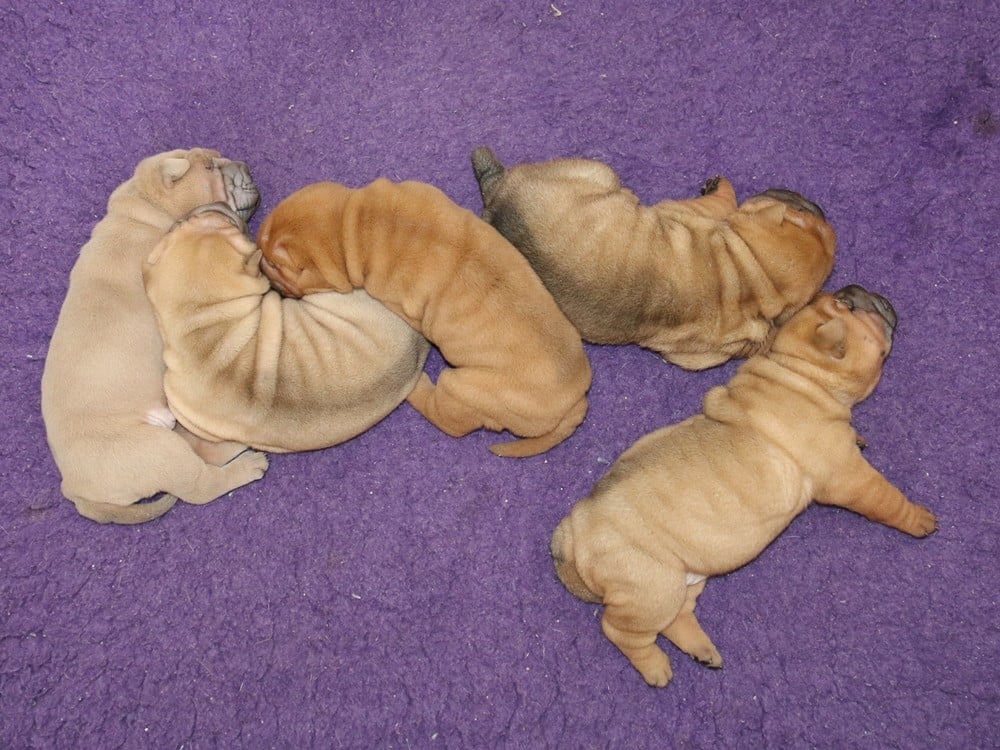 Shar Pei - du Bouquet d'Epices