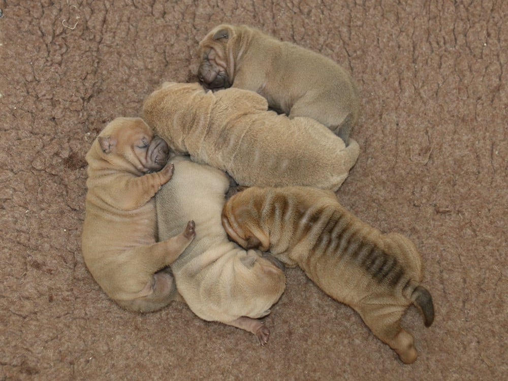 Chiot Shar Pei