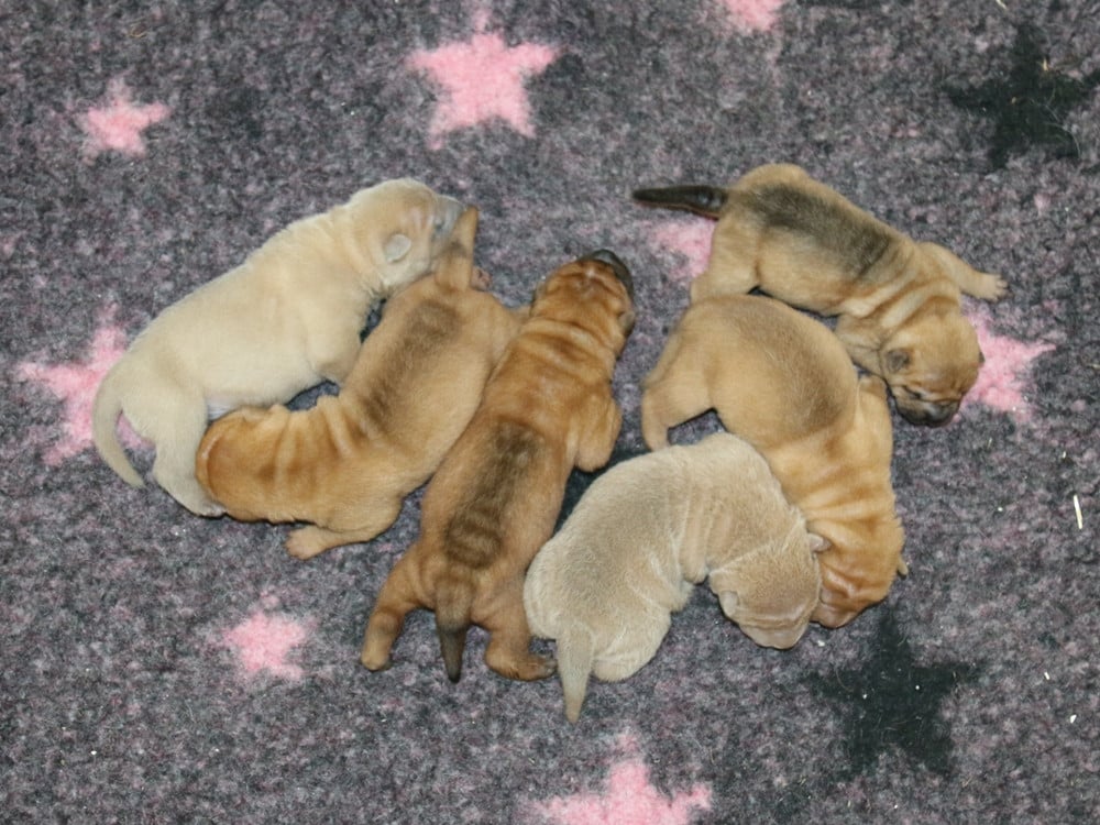 Shar Pei - du Bouquet d'Epices