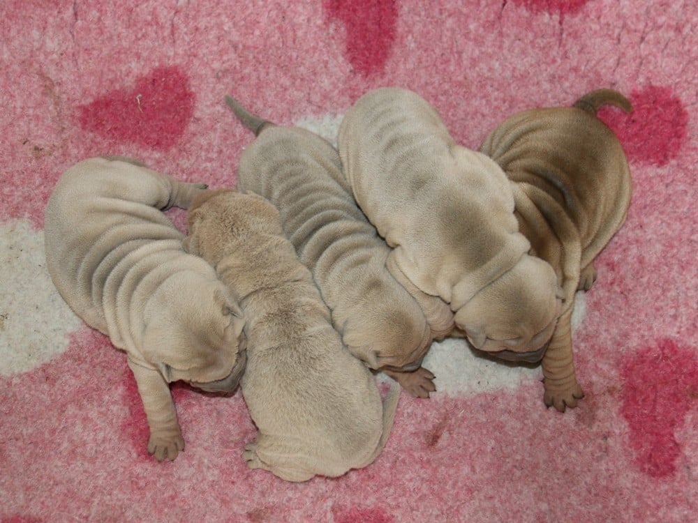 Shar Pei - du Bouquet d'Epices