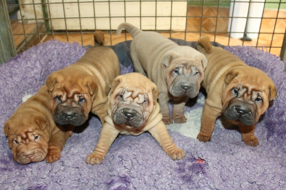 Shar Pei - du Bouquet d'Epices