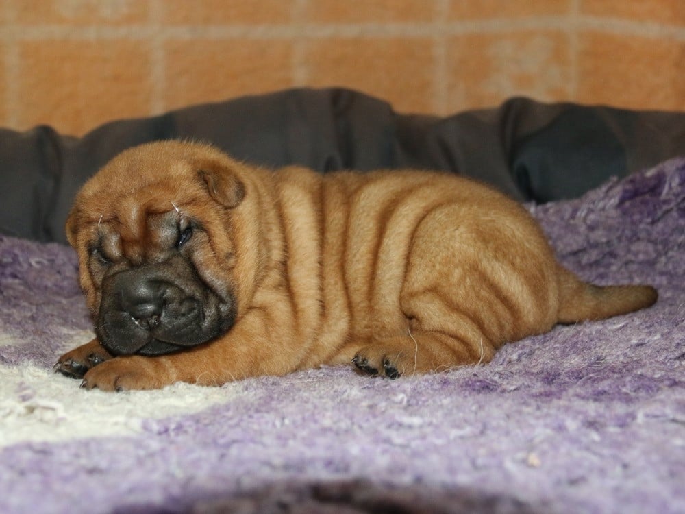 Bien Savoureuse Paupiette du Bouquet d'Epices