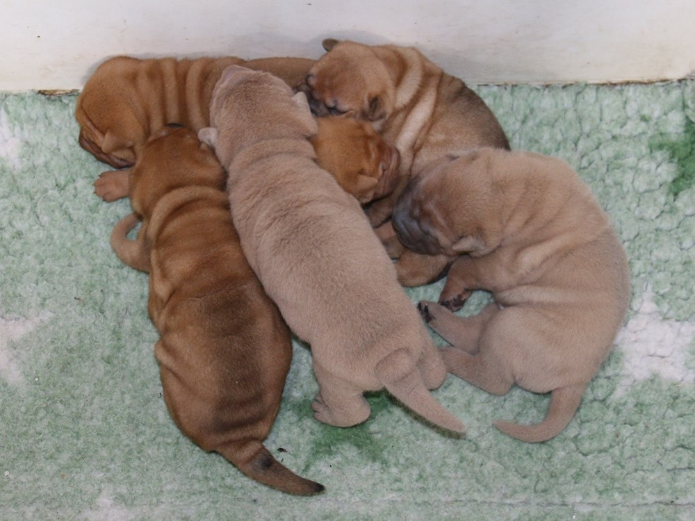 Shar Pei - du Bouquet d'Epices