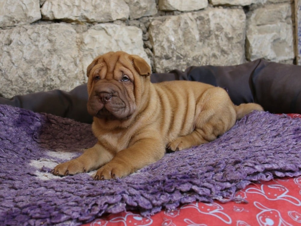 Shar Pei - du Bouquet d'Epices
