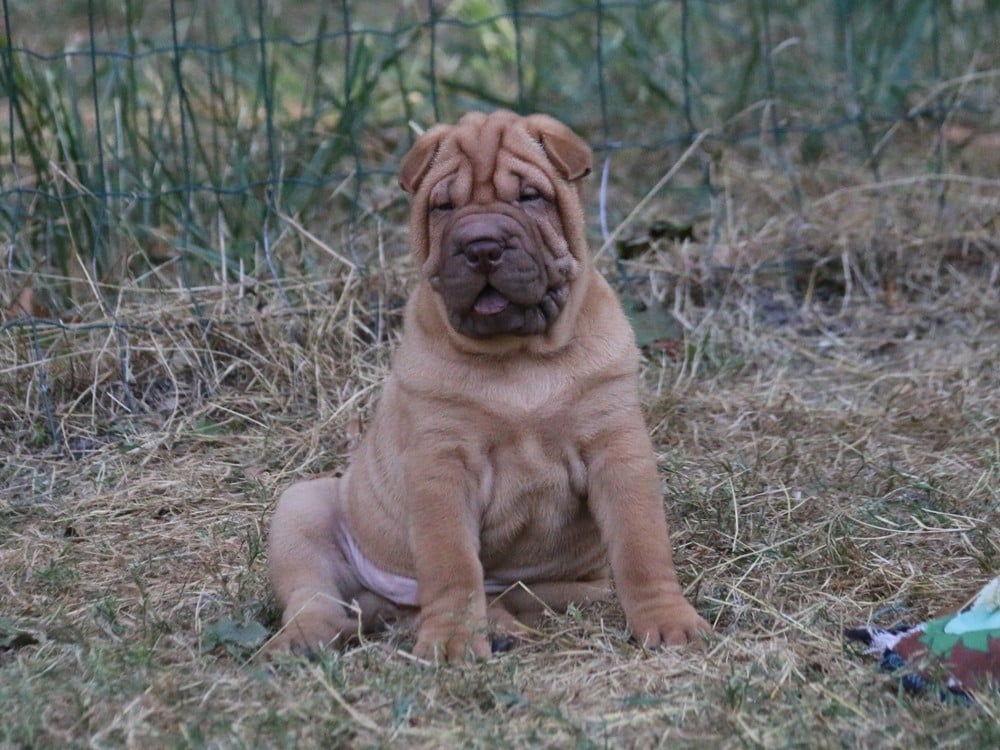 Shar Pei - du Bouquet d'Epices