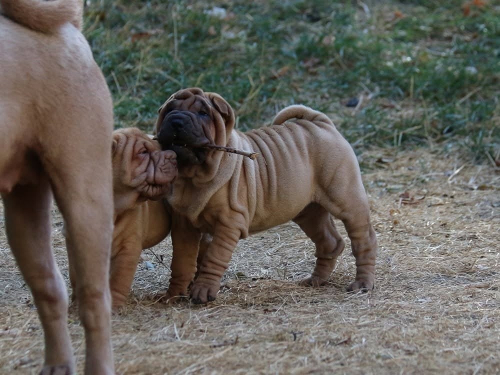 Shar Pei - du Bouquet d'Epices