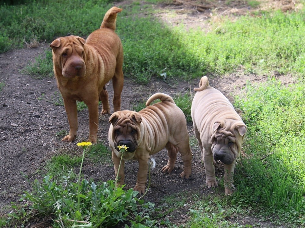 Shar Pei - du Bouquet d'Epices