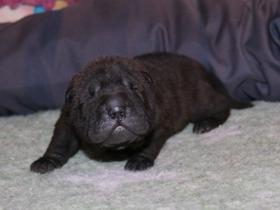 Les chiots de Shar Pei
