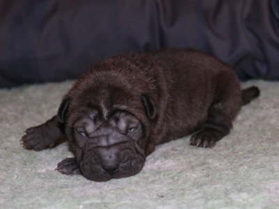 Les chiots de Shar Pei