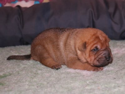 Les chiots de Shar Pei