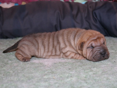 Les chiots de Shar Pei