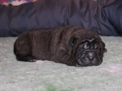 Les chiots de Shar Pei