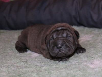 Les chiots de Shar Pei