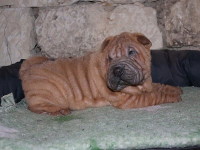 Les chiots de Shar Pei
