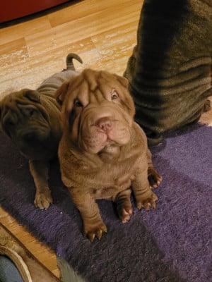 Les chiots de Shar Pei