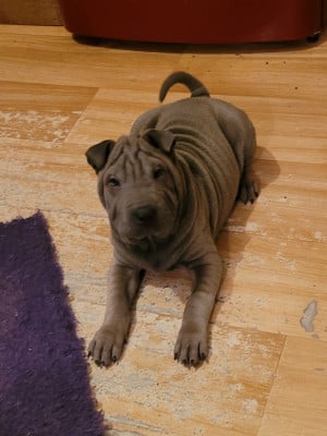 Les chiots de Shar Pei
