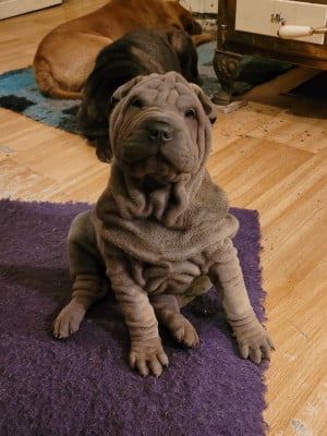Les chiots de Shar Pei