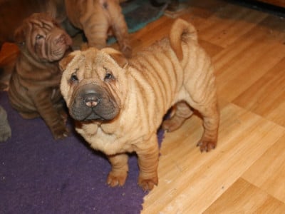 Les chiots de Shar Pei