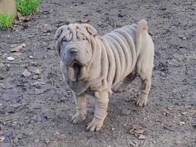 Les chiots de Shar Pei