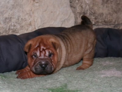 Les chiots de Shar Pei
