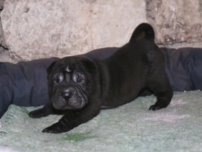 Les chiots de Shar Pei