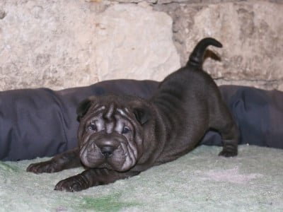 Les chiots de Shar Pei