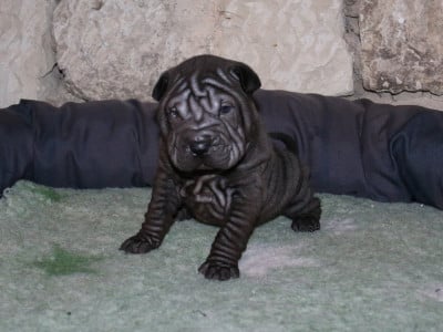 Les chiots de Shar Pei