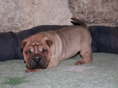 Les chiots de Shar Pei