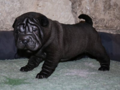 Les chiots de Shar Pei