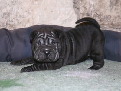 Les chiots de Shar Pei