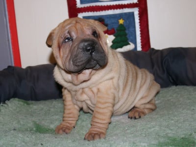 Les chiots de Shar Pei