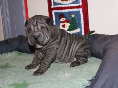 Les chiots de Shar Pei
