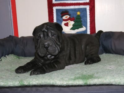 Les chiots de Shar Pei