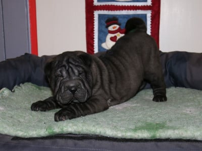 Les chiots de Shar Pei