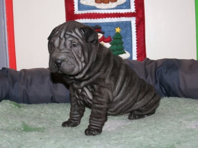 Les chiots de Shar Pei