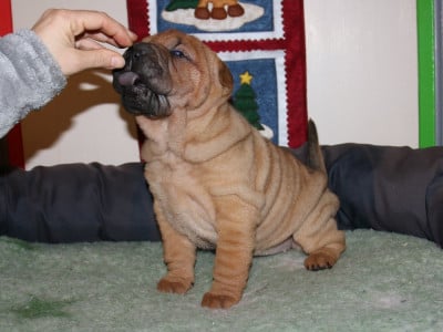 Les chiots de Shar Pei