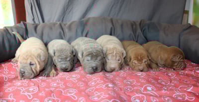 Les chiots de Shar Pei