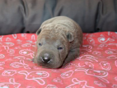Les chiots de Shar Pei